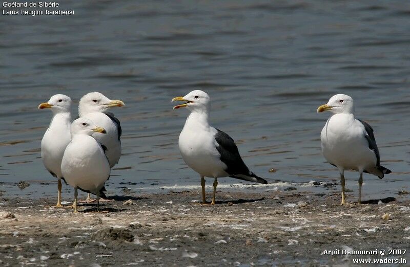 Lesser Black-backed Gull (heuglini)