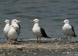 Lesser Black-backed Gull (heuglini)