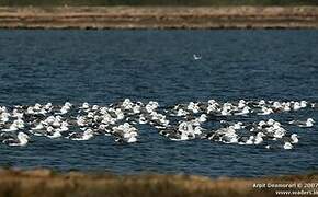 Lesser Black-backed Gull (heuglini)