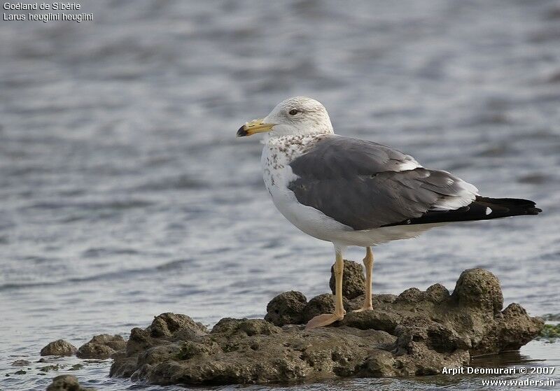 Lesser Black-backed Gull (heuglini)