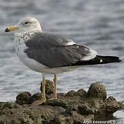 Lesser Black-backed Gull (heuglini)