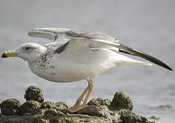 Lesser Black-backed Gull (heuglini)