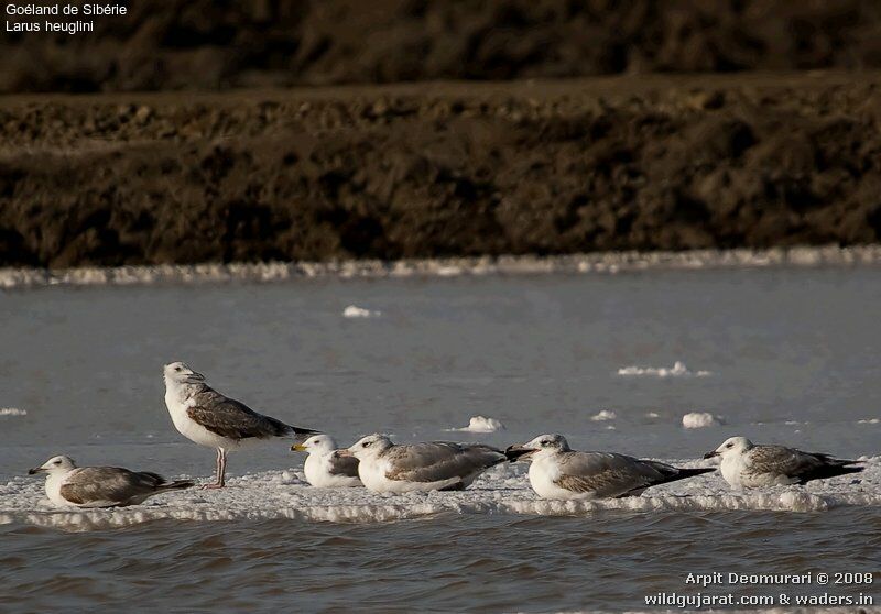 Lesser Black-backed Gull (heuglini)