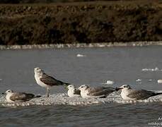 Lesser Black-backed Gull (heuglini)