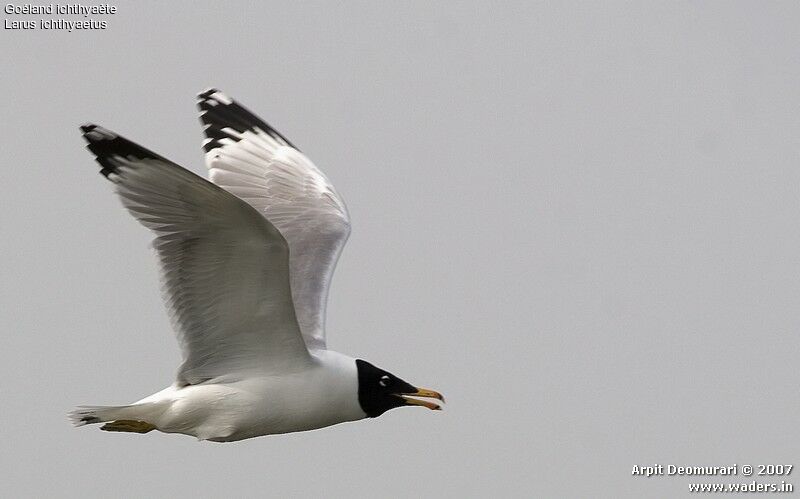 Pallas's Gull