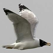 Pallas's Gull