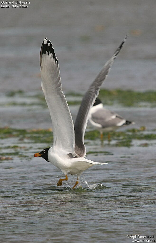 Pallas's Gull