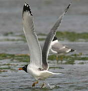 Pallas's Gull