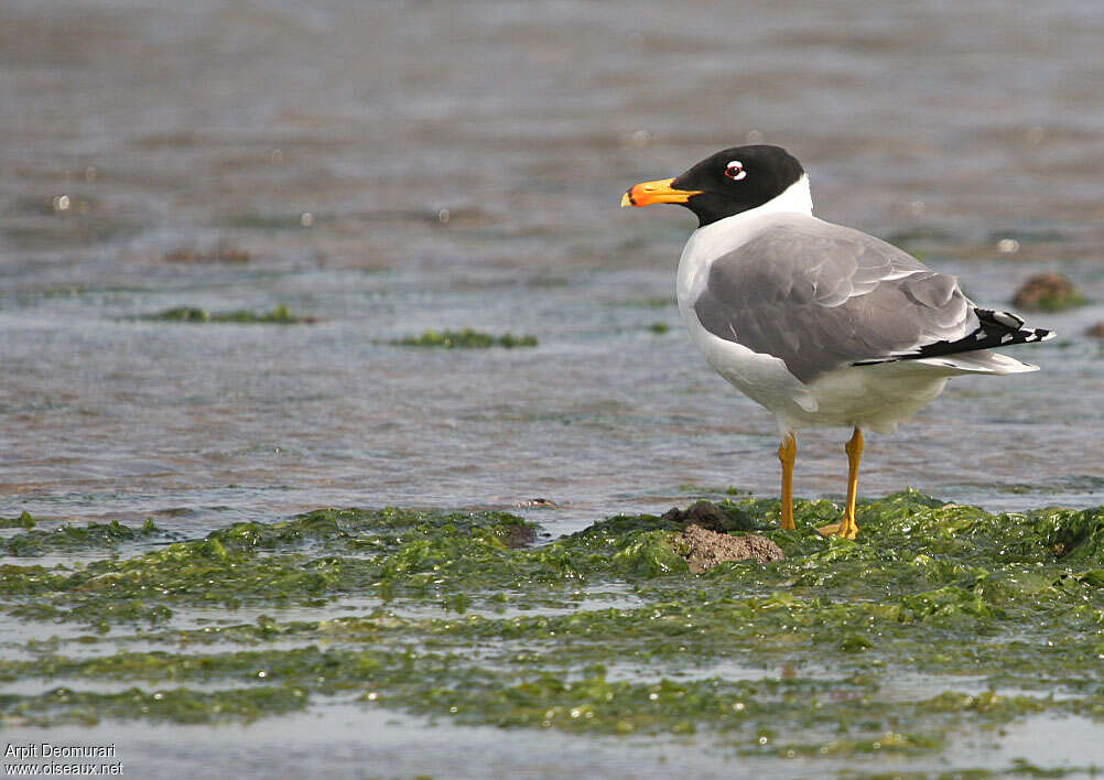 Pallas's Gulladult breeding, identification