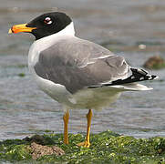 Pallas's Gull