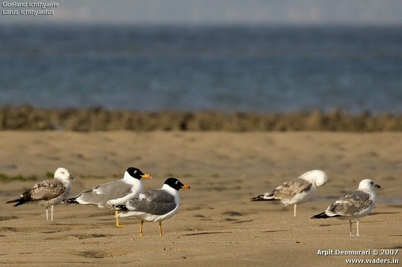 Pallas's Gull