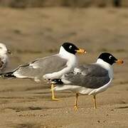 Pallas's Gull