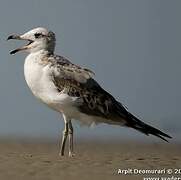 Pallas's Gull