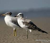 Pallas's Gull