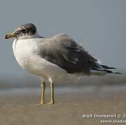 Pallas's Gull