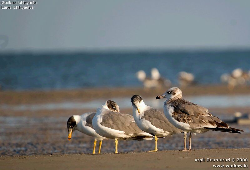 Pallas's Gull