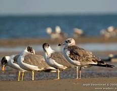 Pallas's Gull