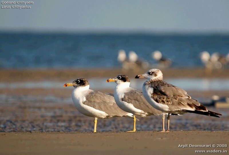 Pallas's Gull