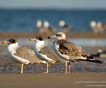 Pallas's Gull