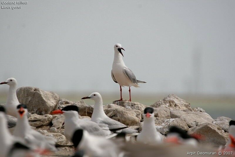 Slender-billed Gull