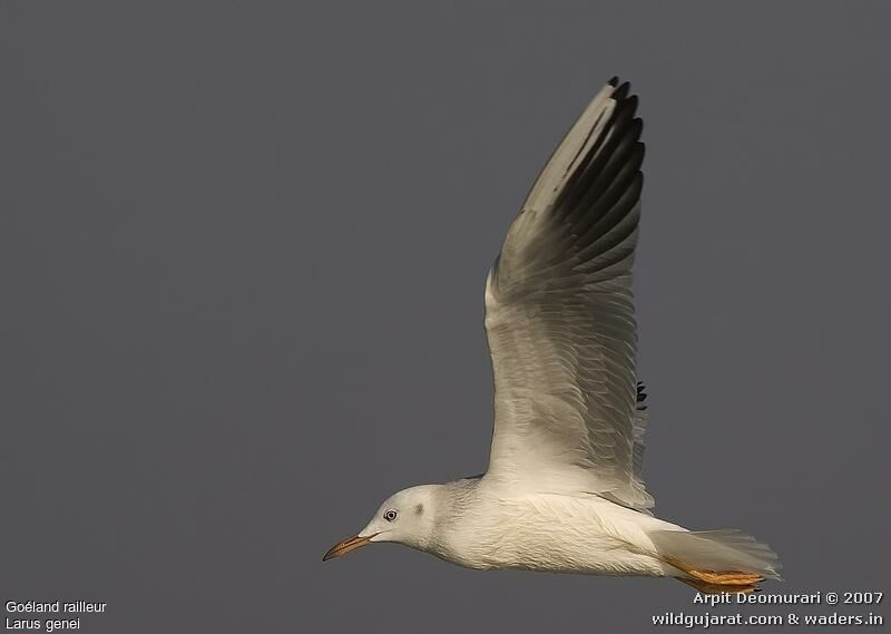 Slender-billed Gull