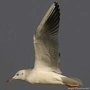 Slender-billed Gull