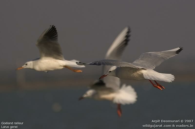 Slender-billed Gull