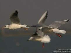 Slender-billed Gull