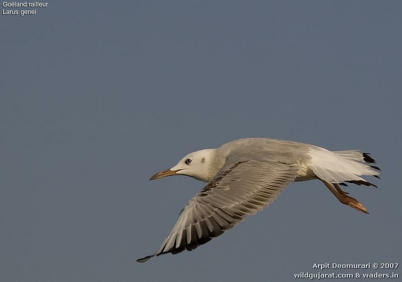 Slender-billed Gull