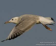 Slender-billed Gull