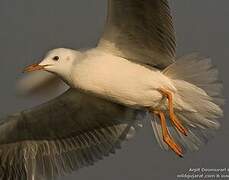 Slender-billed Gull