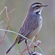 Bluethroat