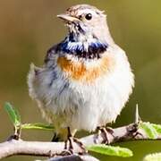 Bluethroat