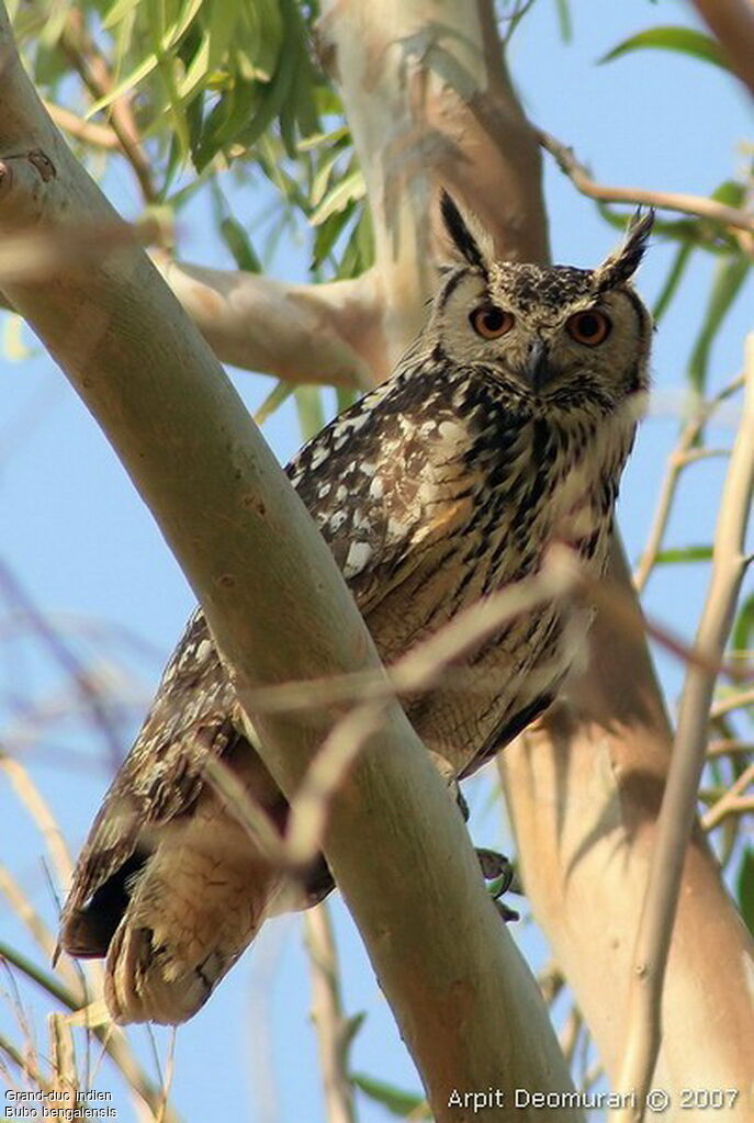 Indian Eagle-Owl