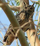 Indian Eagle-Owl