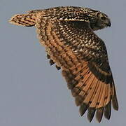 Indian Eagle-Owl