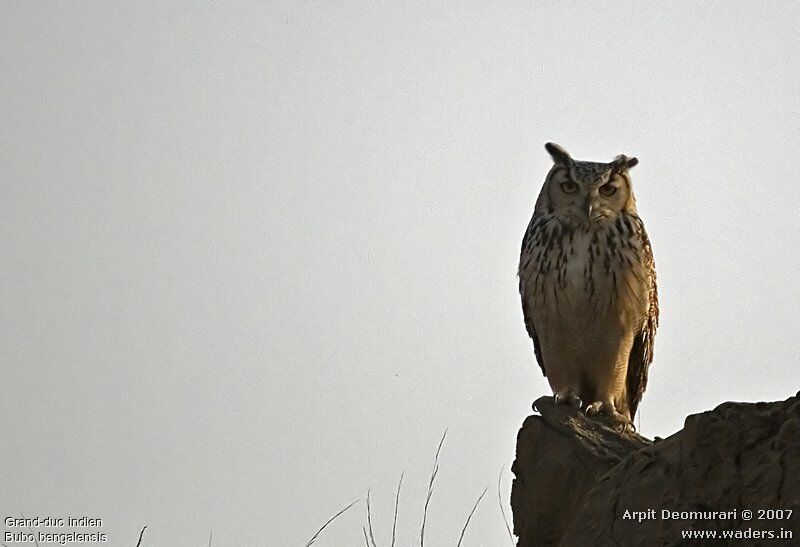 Indian Eagle-Owl