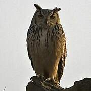 Indian Eagle-Owl