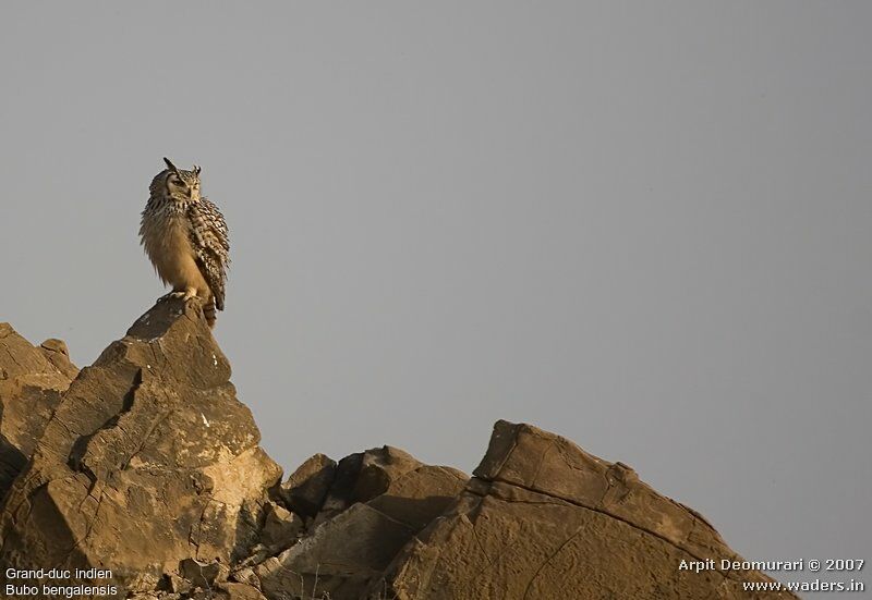 Indian Eagle-Owl