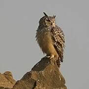 Indian Eagle-Owl