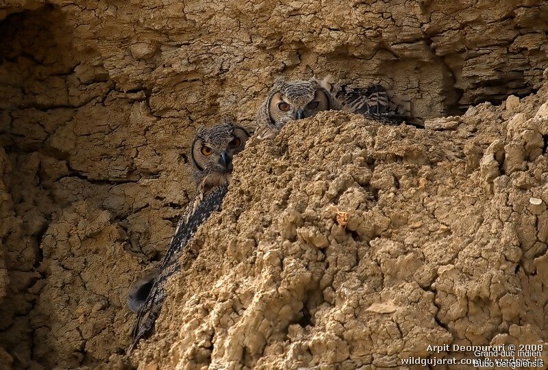 Indian Eagle-Owl