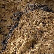 Indian Eagle-Owl