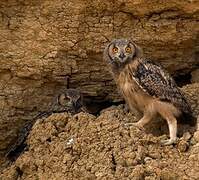 Indian Eagle-Owl