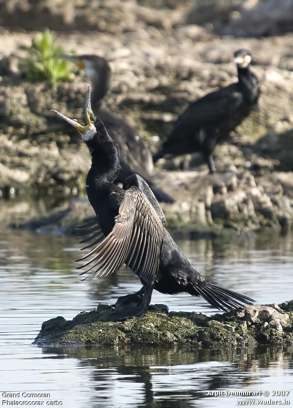 Great Cormorant