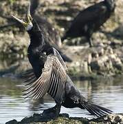 Great Cormorant