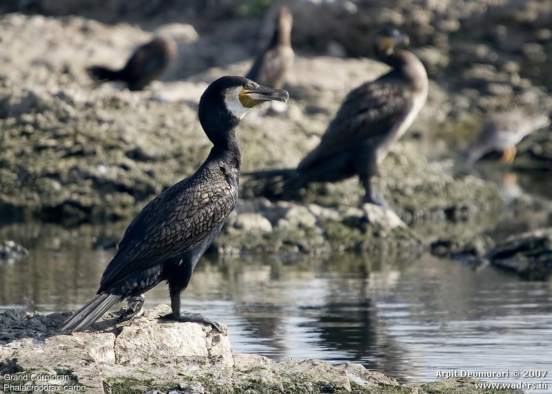 Great Cormorant