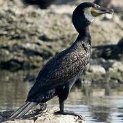 Great Cormorant