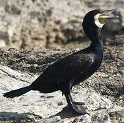 Great Cormorant