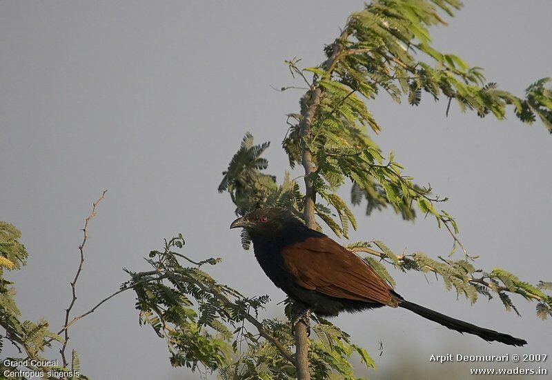 Greater Coucal