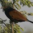 Grand Coucal